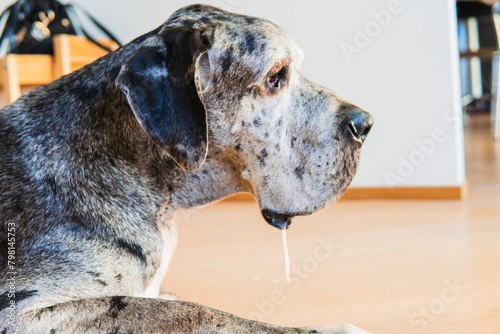 photograph of a Great Dane dog with drool hanging from its mouth with drooping lips. lying on the floor of the house