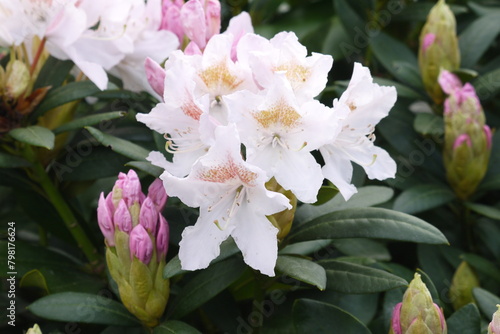 Zbliżenie białych rododendronów 