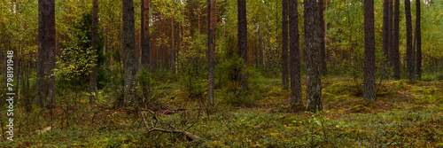 beautiful autumn mossy deep pine forest. widescreen picturesque serene landscape 15:5 format. side view