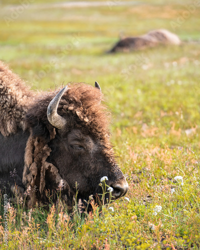 View of Buffalo on the open range in Yellowstone National Park, Wyoming USA