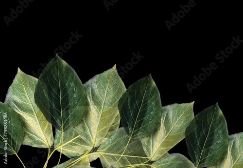 close up of cabbage leaf