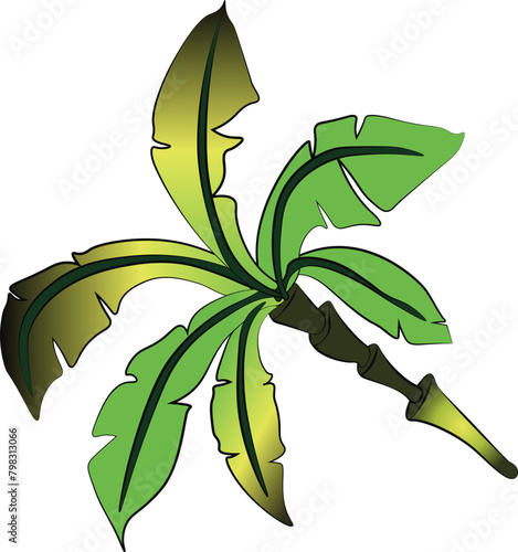 Nature, Green, Leaf, Palm Tree, vector, illustration, nature, leaf, green, decoration, design, plant, flower, floral, svg, 
