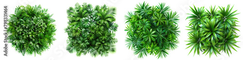 Sweet Flag Jungle Botanical Grass Top View Hyperrealistic Highly Detailed Isolated On Transparent Background Png File