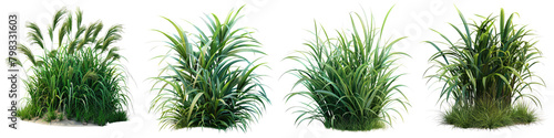 Sweet Flag Jungle Botanical Grass Hyperrealistic Highly Detailed Isolated On Transparent Background Png File