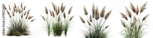 Pennisetum alopecuroides (Fountain Grass) Jungle Botanical Grass Hyperrealistic Highly Detailed Isolated On Transparent Background Png File