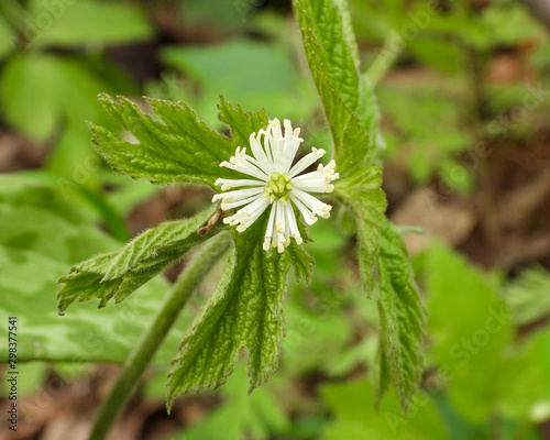 Hydrastis canadensis (Goldenseal) Native North American Woodland Wildflower