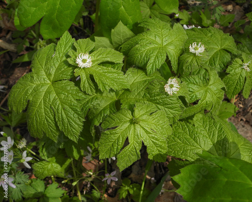 Hydrastis canadensis (Goldenseal) Native North American Woodland Wildflower