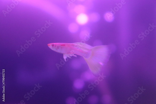 Beautiful guppy fish swim in the lighting fish tank