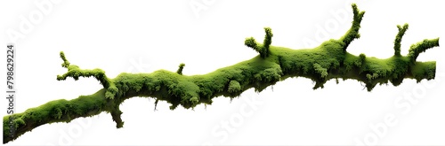  Moss-covered tree branch, isolated on white background. cut out 