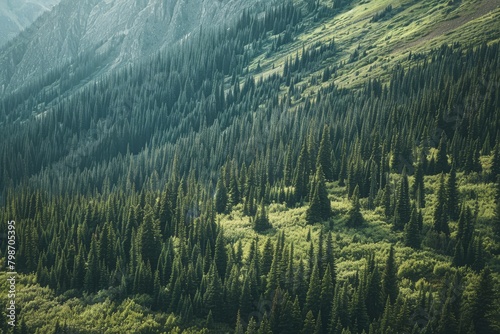 Aerial view of a sprawling fir forest carpeting a mountainside
