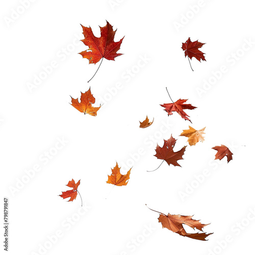 Autumn fall banner with falling maple leaves . Flying color leaves, on white background