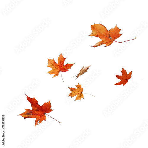 Autumn fall banner with falling maple leaves . Flying color leaves, on white background