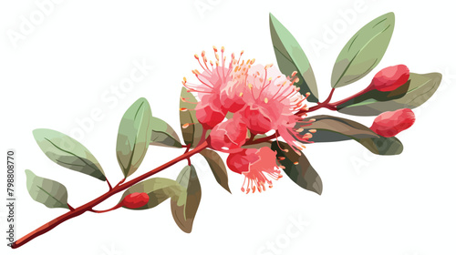 Blooming bright eucalyptus flower with leaves isola