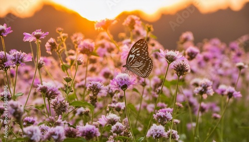 Beautiful butterfly in field flower with sunset