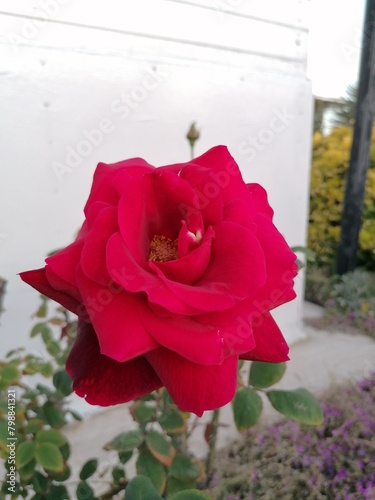 Detail of a yellow rose. Rosa L., 1753 is a genus of the Rosaceae family which includes over 250 species, widespread in North America, Europe, Africa and Asia.