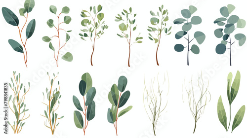 Eucalyptus gunnii branches realistic vector illustr