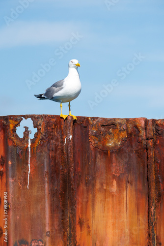 Gros plan d'un goéland perché sur une barrière métallique rouillée du port de l'île de Culatra au portugal