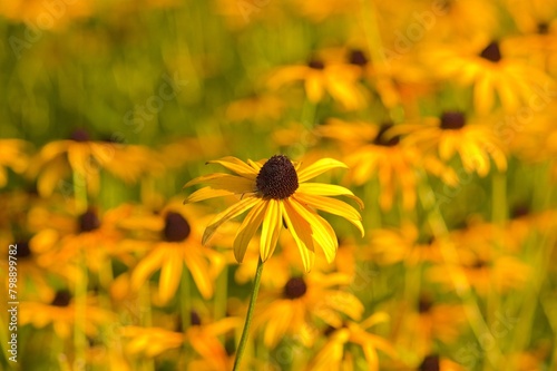 Pole żółtych kwiatów