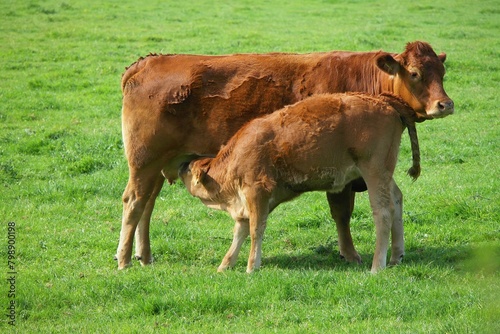 Cielak ssie mleko prosto od krowy na pastwisku