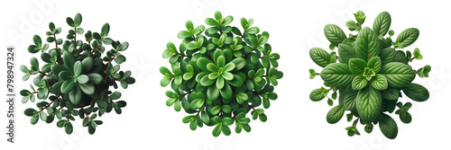 set of plant isolated on white or transparent background