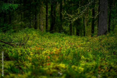 the pure nature in the estonian national park lahemaa