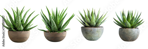  Set of A of the Aloe Vera plant on, a transparent