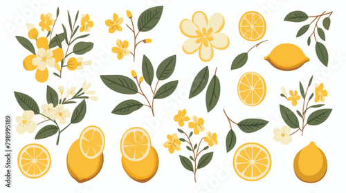 Lemons citrus set. Yellow tropical fruit. Whole hal