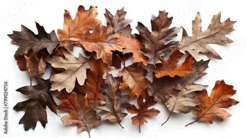 Autumn oak leaves collection on white background Bundle of dried oak leaves for design purposes
