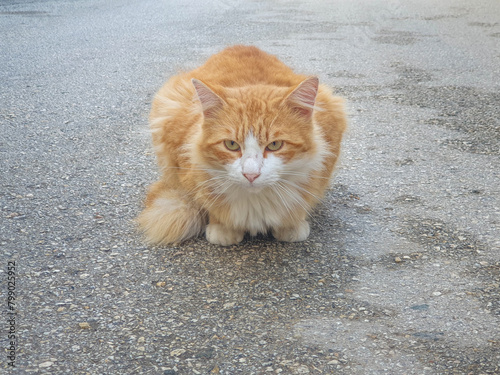 Miradas de gatos callejeros o ferales de diferentes colores