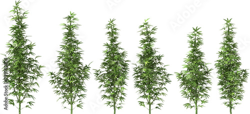 marihuana cannabis stevia hemp plants single dope pot grass drug
