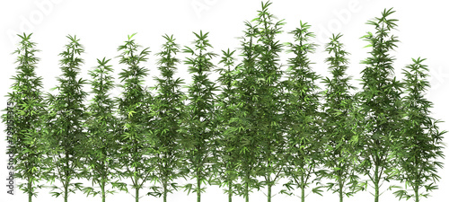 marihuana cannabis stevia hemp plants dope pot grass drug