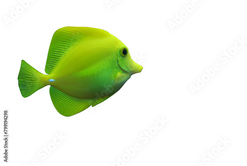 Shool of blue tropical striped fish in the ocean isolated on transparent background.png Caesio Striata (Striated Fusilier) swimming deep underwater in Red Sea. Flock of tropical blue fish, cut out.