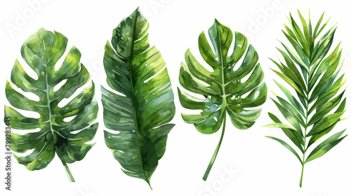 a set of tropical leaves on a white background