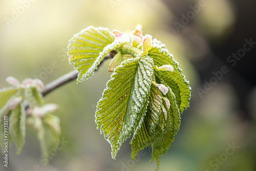 Wiosenne przymrozki na młodych, zielonych listkach. Zbliżenie na oszronione liście drzewa 