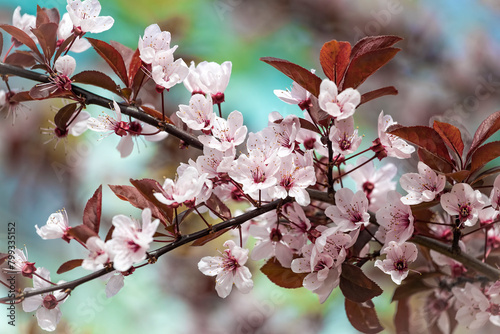 Beautiful pink flowers of purple leafed plum Prunus cerasus Cerasifera Pissardii Tree in spring. Prunus tree blossom. Ornamental tree in the city park.