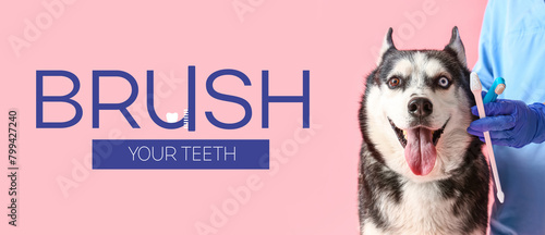 Veterinarian brushing Siberian Husky dog's teeth on pink background