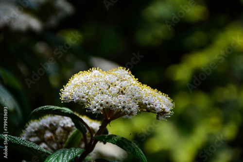 biały kwiat Kalina sztywnolistna, kwitnąca kalina, blooming viburnum, Viburnum rhytidophyllum, leatherleaf viburnum 