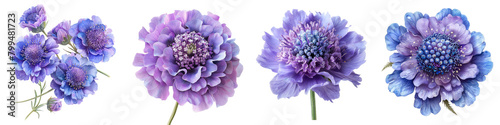 Scabiosa (Pincushion Flower) Flowers Hyperrealistic Highly Detailed Isolated On Transparent Background Png File
