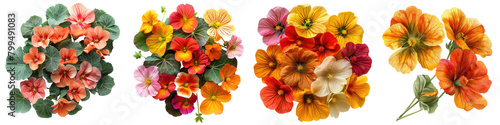 Nasturtiums Flowers Top View Hyperrealistic Highly Detailed Isolated On Transparent Background Png File