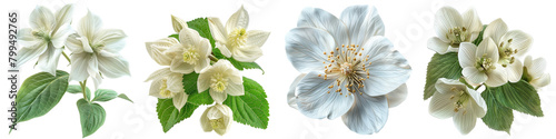 Mayapple Flowers Hyperrealistic Highly Detailed Isolated On Transparent Background Png File
