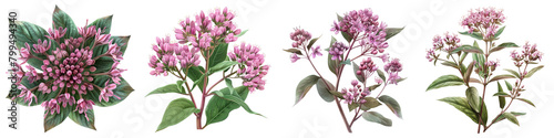 Joe Pye Weed Flowers Hyperrealistic Highly Detailed Isolated On Transparent Background Png File