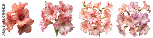 Gladiolus Flowers Top View Hyperrealistic Highly Detailed Isolated On Transparent Background Png File