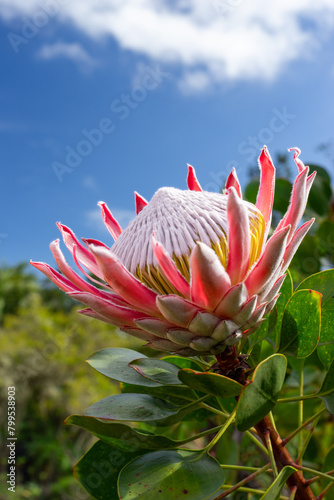 Vivid Protea Flower Against Clear Sky in La Gomera