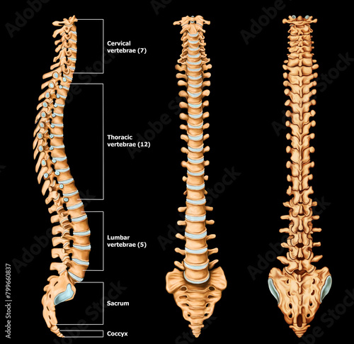 Spine Anatomy Medical illustration With Label Black background