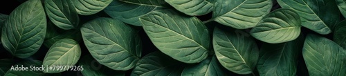 Green leaves close-up, veins visible, dark background.