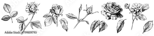 Rose floral botanical flowers. Wild spring leaf wildflower isolated. Black and white engraved ink art. Isolated rose illustration element on white background.