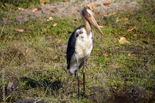 Marabout chevelu (Leptoptilos javanicus) dans le Parc national de Bandhavgarh. Madhya Pradesh, Inde