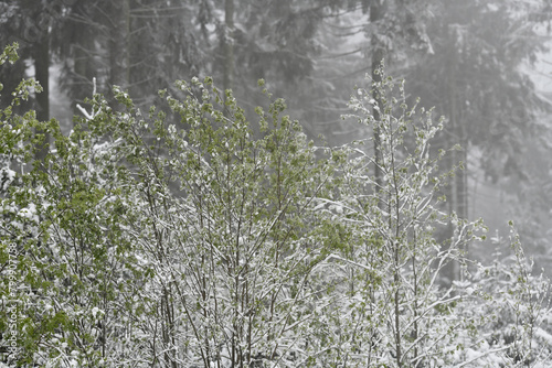 Wald nach Wintereinbruch im Frühling, Thüringer Wald, Deutschland