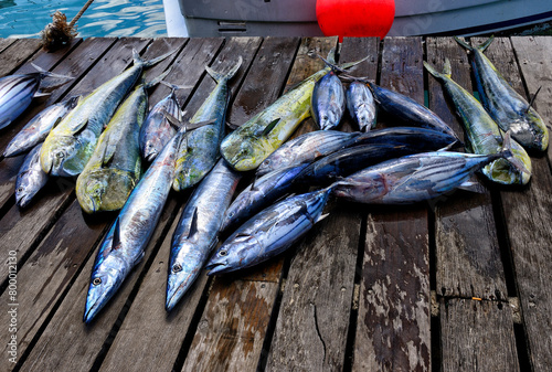 Grand Baie, Rivière du Rempart District, Mauritius, Africa - popular sport fishing place - fishes caught on fishing trip in Indian Ocean, Wahoo fish, Mahi-mahi and skipjack tuna
