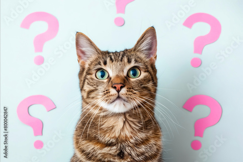 A cat is staring at a wall with pink question marks. The cat's eyes are open and it is curious about the questions. The pink background adds a playful and whimsical touch to the image